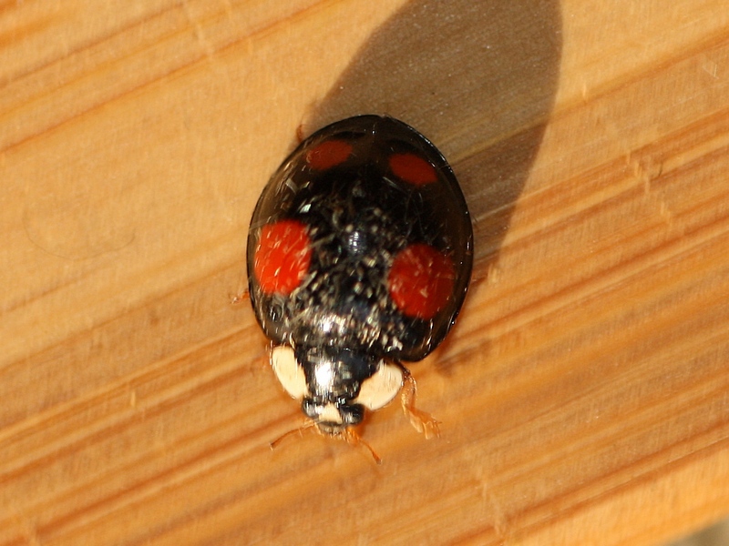 Coccinellidae: Harmonia axyridis